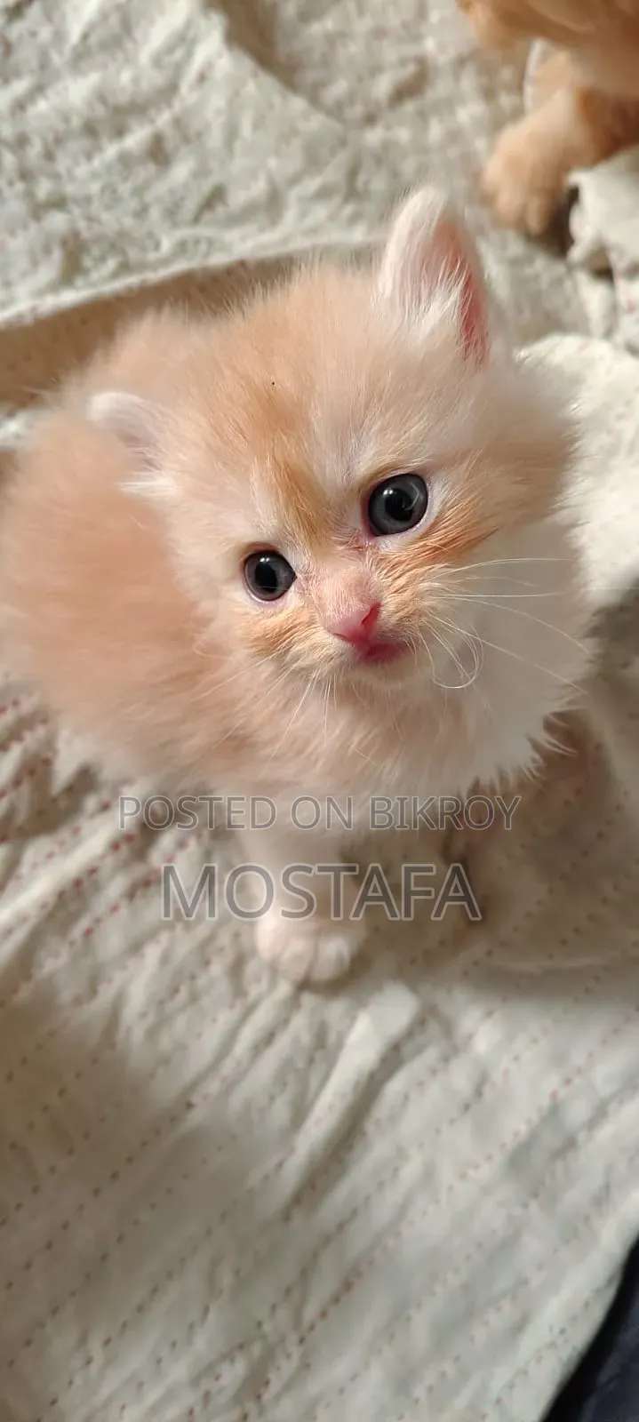 0-1 Month Female Purebred Persian