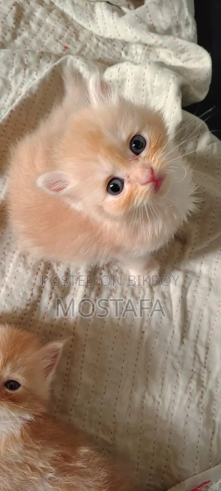 0-1 Month Female Purebred Persian