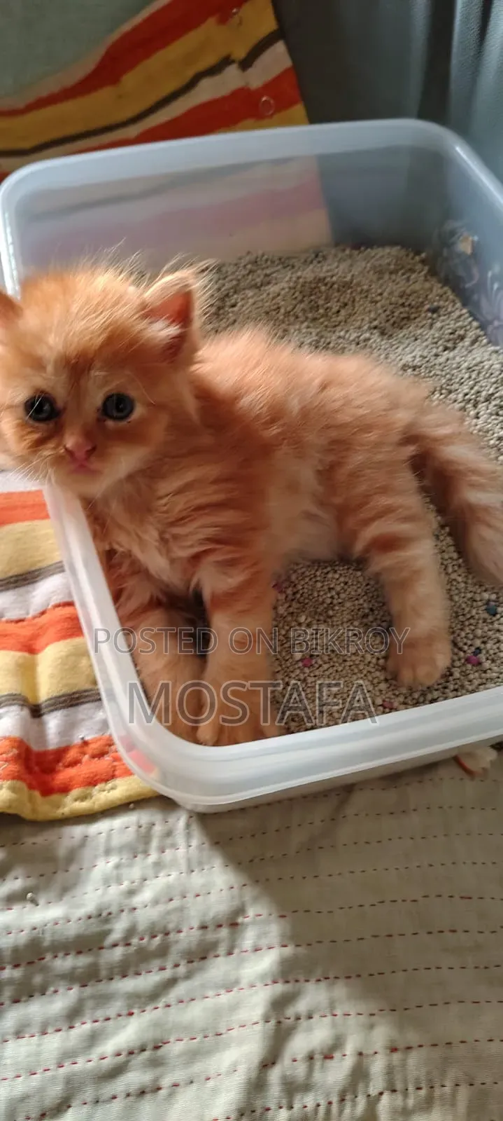 0-1 Month Female Purebred Persian