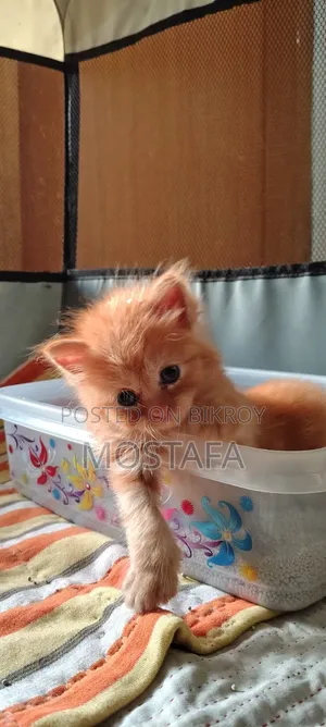 0-1 Month Female Purebred Persian