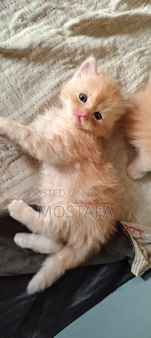 0-1 Month Female Purebred Persian