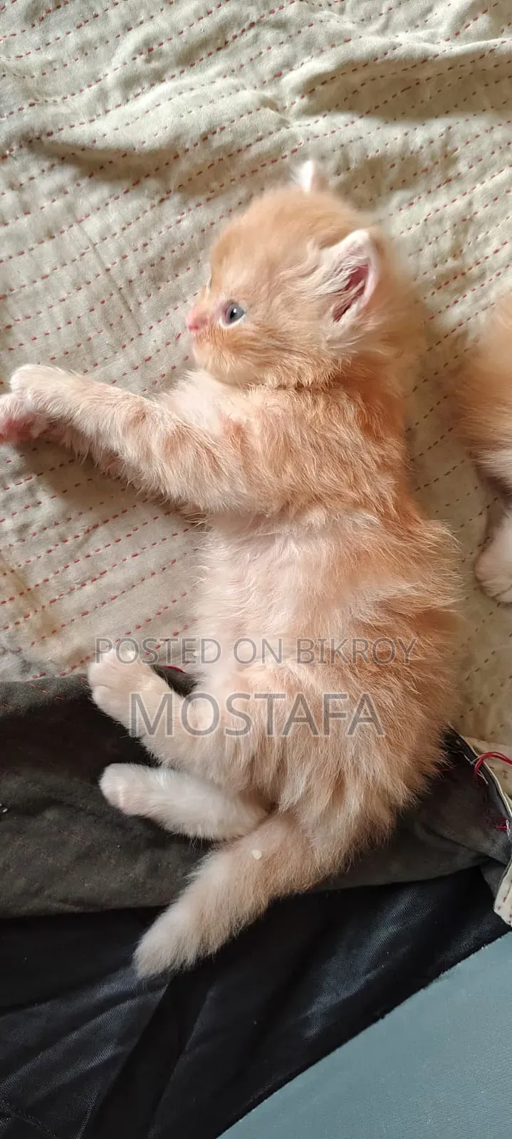 0-1 Month Female Purebred Persian