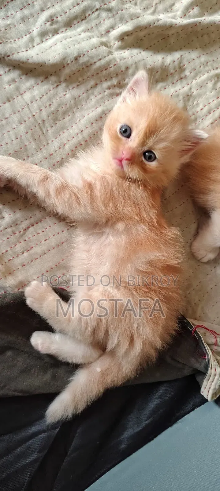 0-1 Month Female Purebred Persian