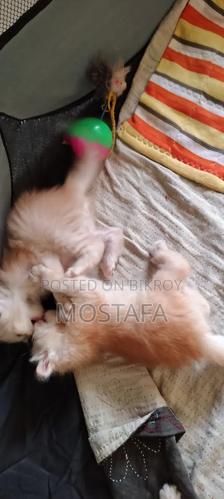 0-1 Month Female Purebred Persian
