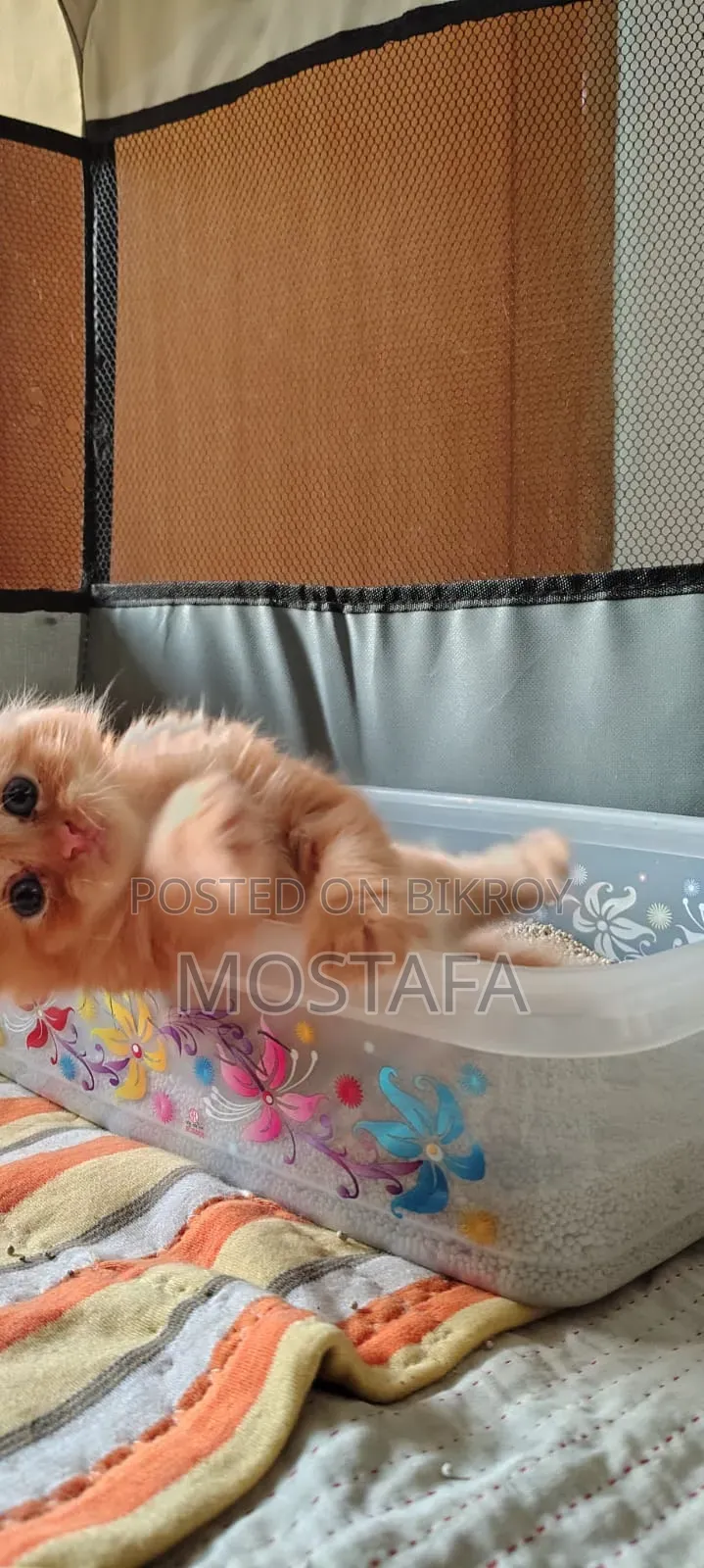 0-1 Month Female Purebred Persian