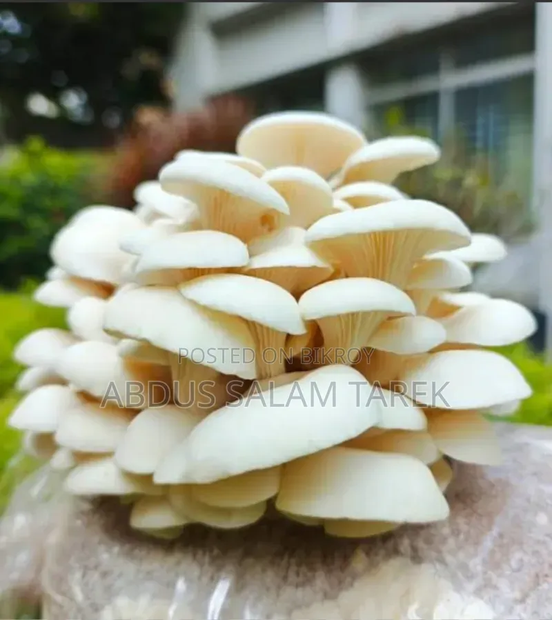 মাসরুম বিক্রি