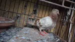 Pigeon Racing Female