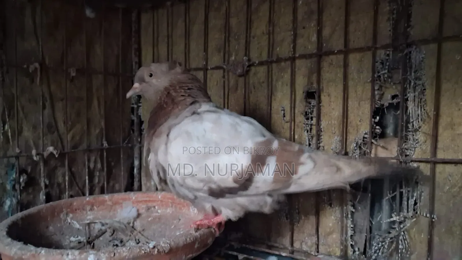 Pigeon Racing Female