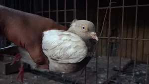 Pigeon Racing Female