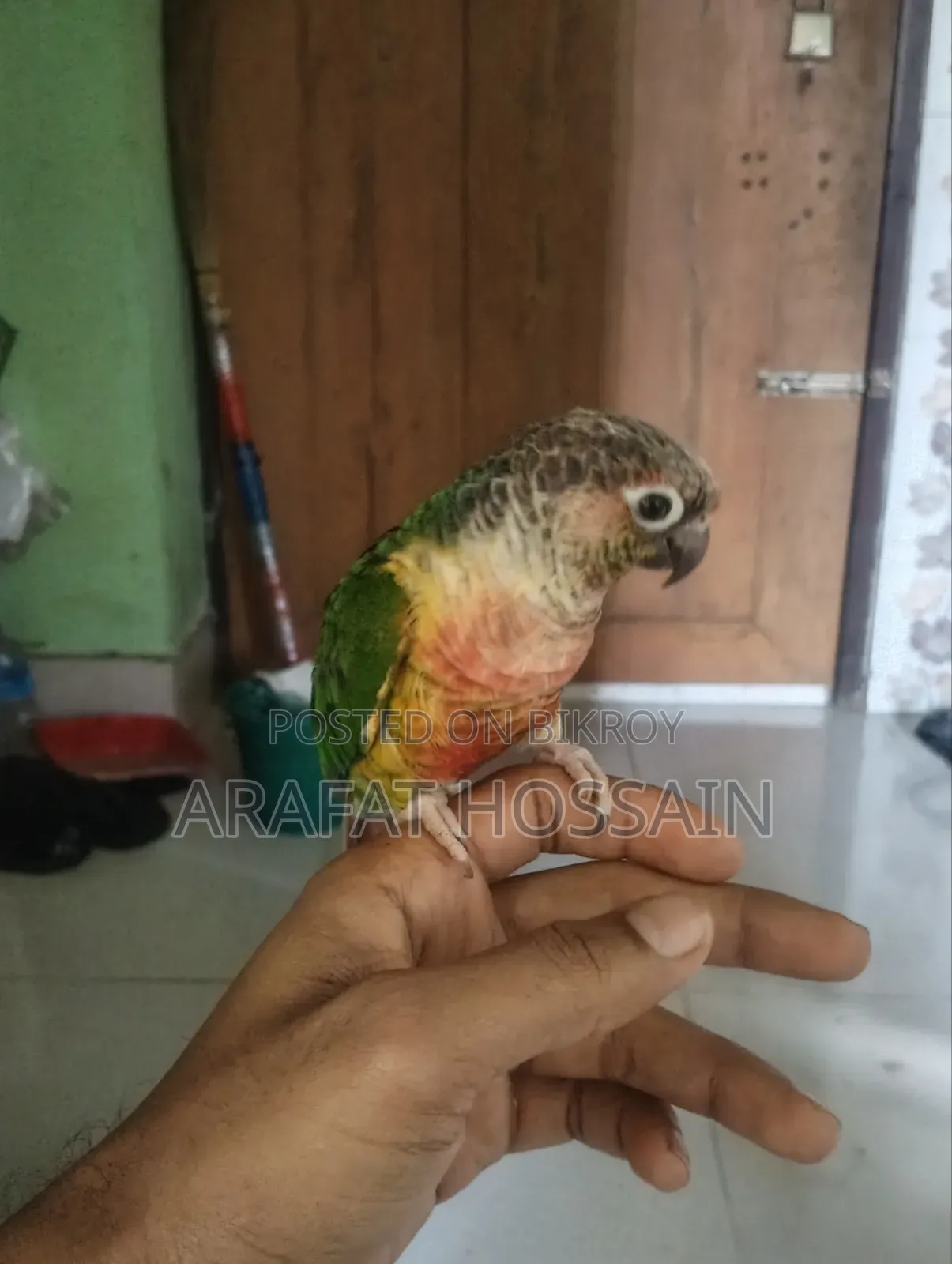 গ্রিন চিক কোনুর