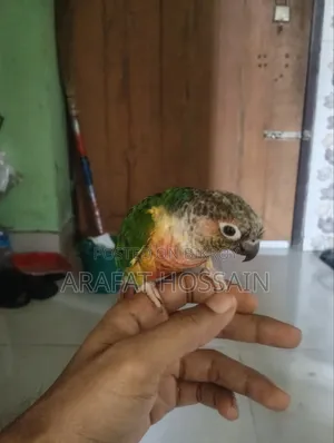 গ্রিন চিক কোনুর