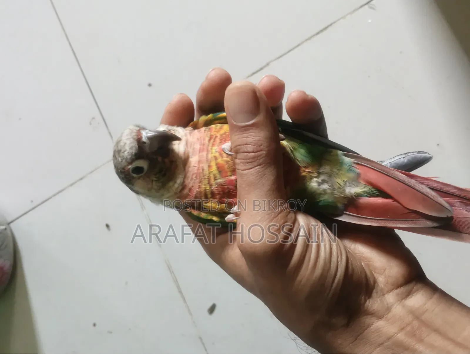 গ্রিন চিক কোনুর
