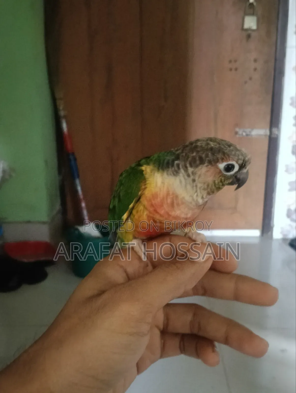 গ্রিন চিক কোনুর