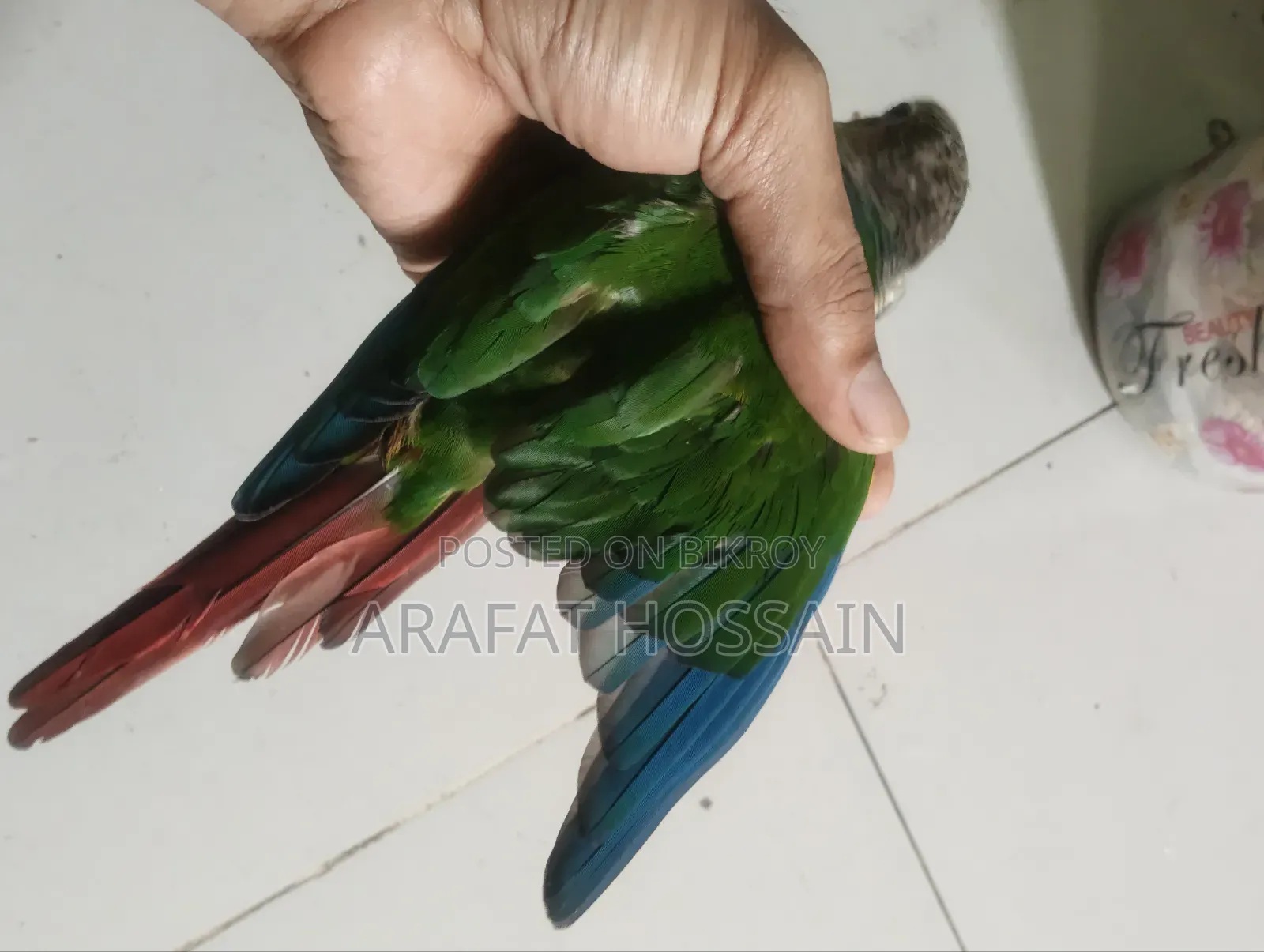গ্রিন চিক কোনুর