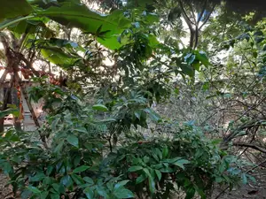 Commercial/Land Plot for Sale