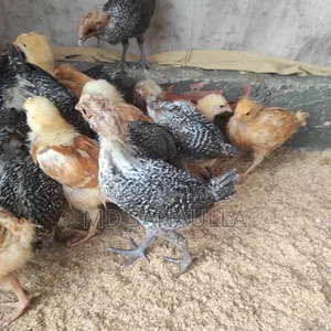 ফাওমি মুরগির বাচ্চা