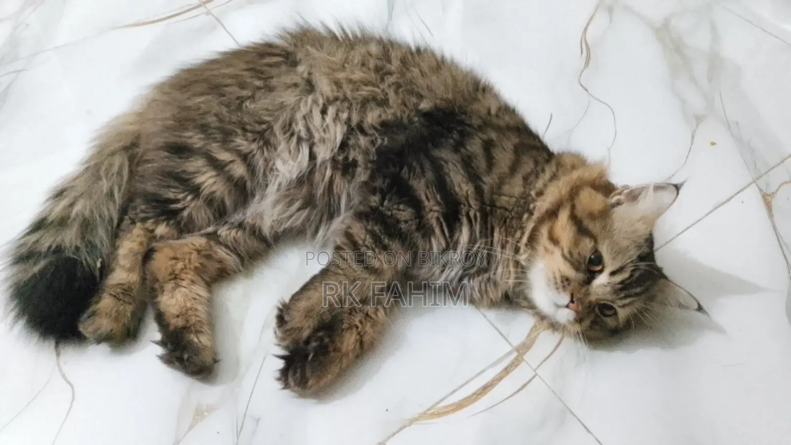 3-6 Months Male Purebred Persian