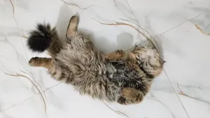 3-6 Months Male Purebred Persian