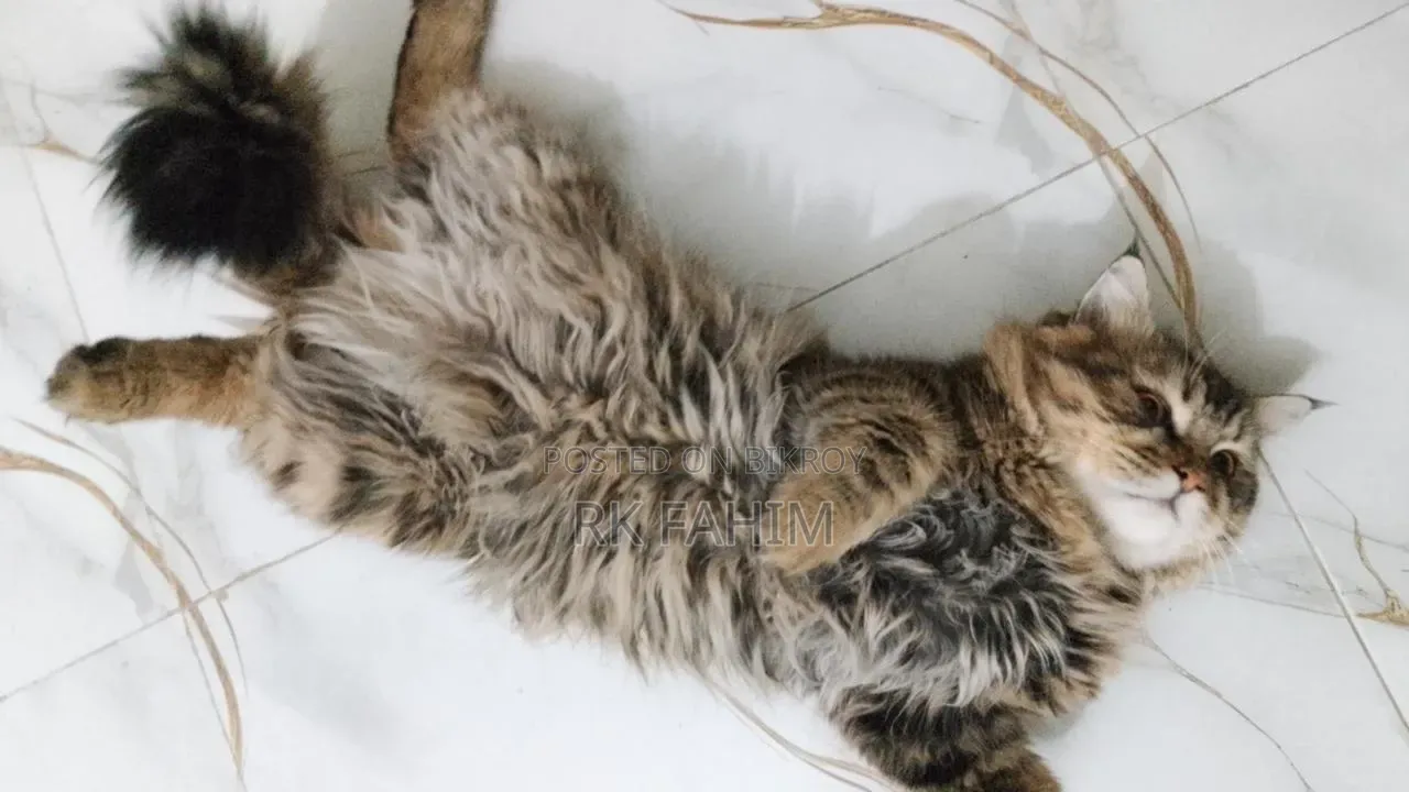3-6 Months Male Purebred Persian