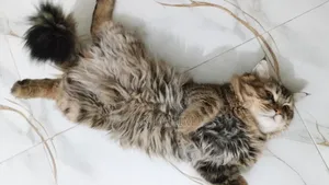 3-6 Months Male Purebred Persian