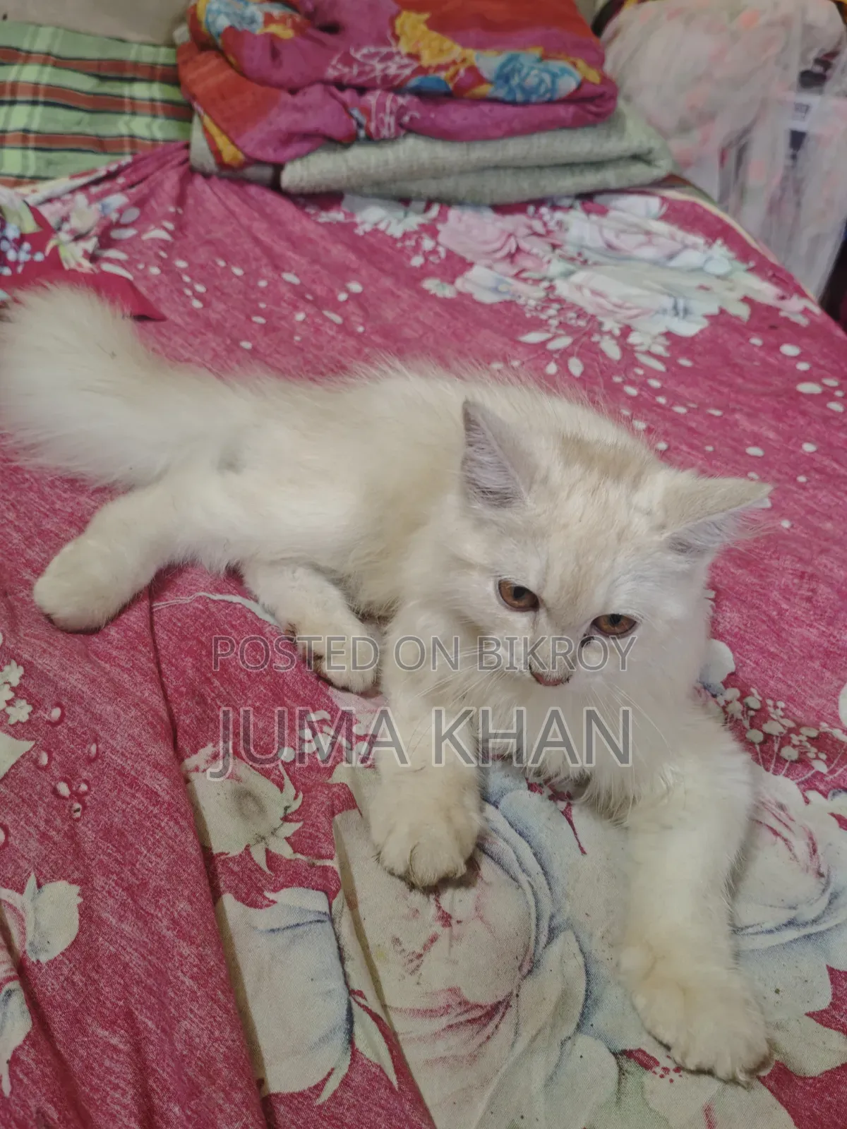 ৩-৬ মাসের মেল পিওরব্রেড পার্সিয়ান