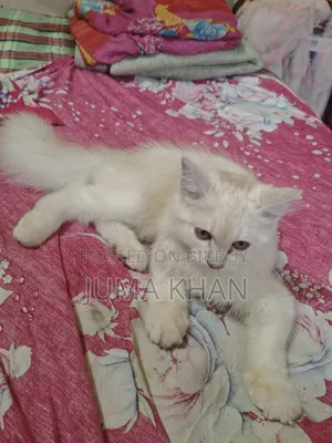 ৩-৬ মাসের মেল পিওরব্রেড পার্সিয়ান