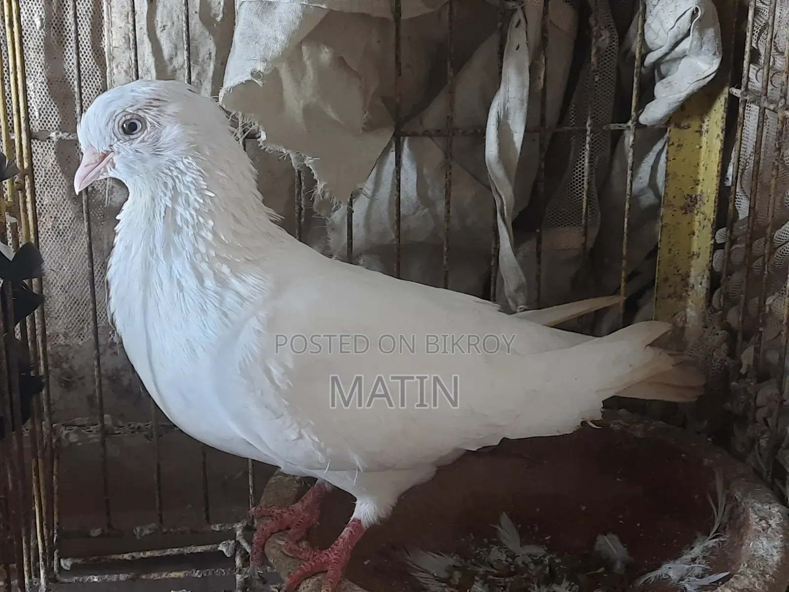1 Pc Madi