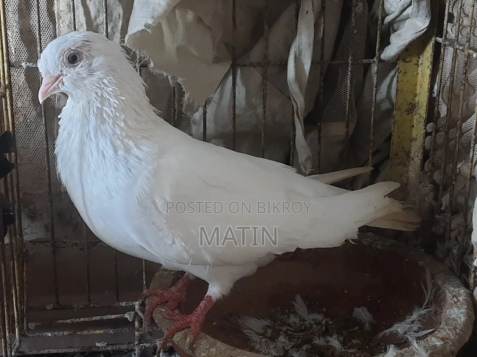 1 Pc Madi