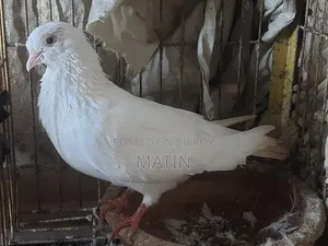 1 Pc Madi
