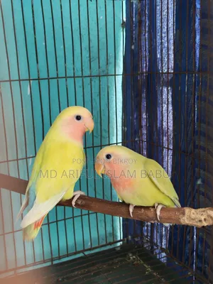 লাভ বার্ড বেবি