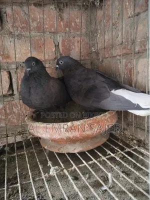 Musaldam Pigeon