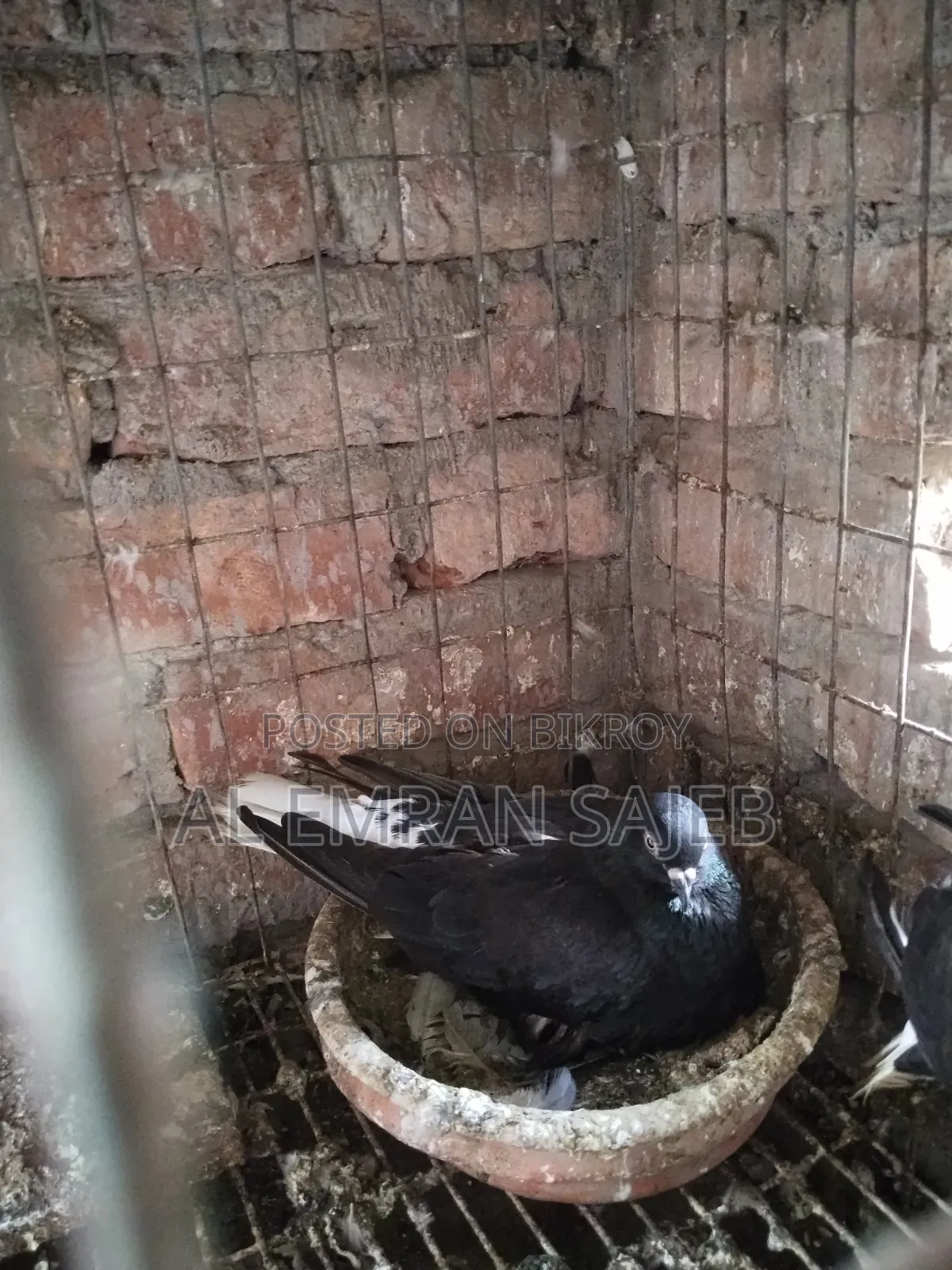 Musaldam Pigeon