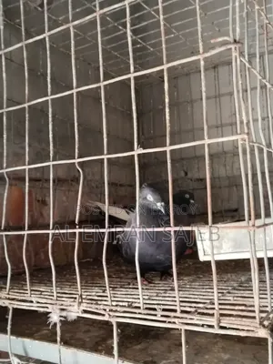 Musaldam Pigeon