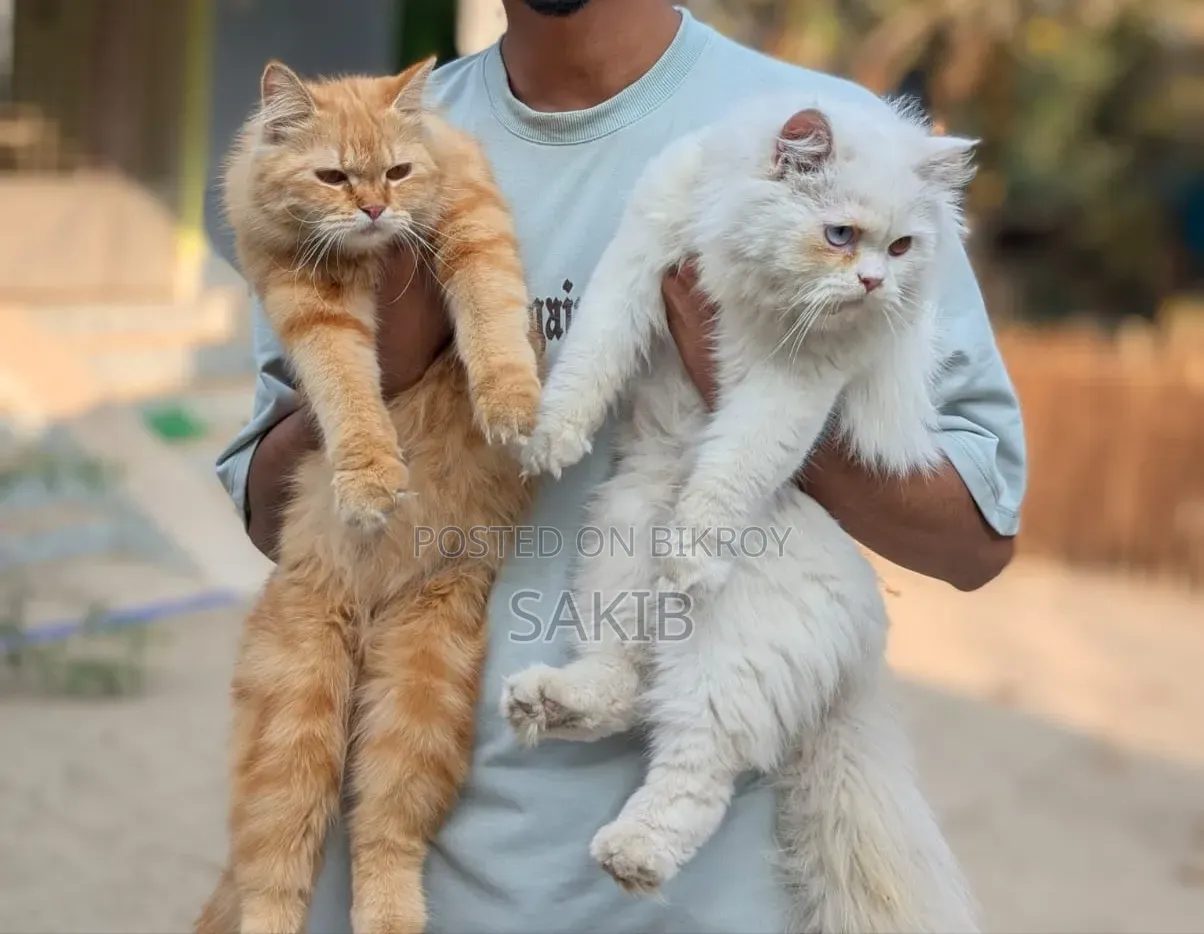 ৬-১২ মাসের মেল পিউরব্রেড পার্সিয়ান
