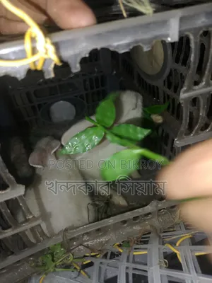 দুইটা খরগোশ বিক্রি হবে