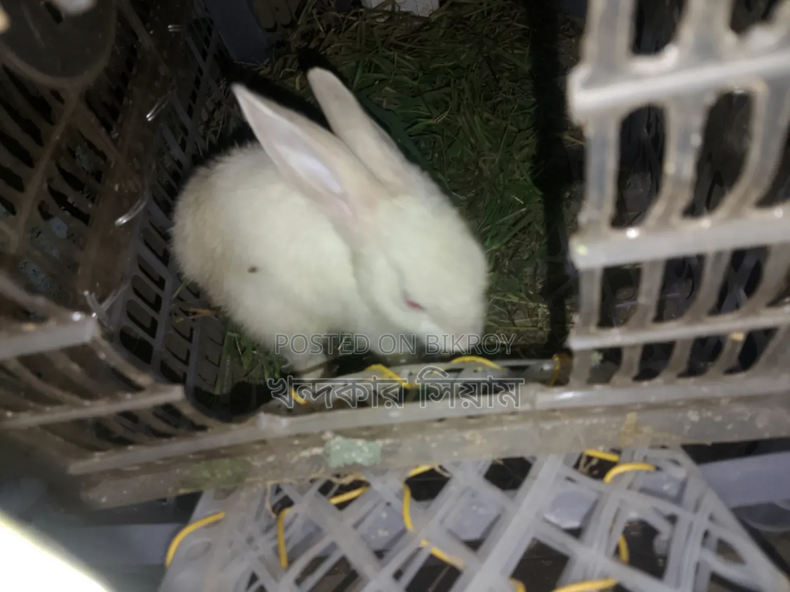 দুইটা খরগোশ বিক্রি হবে