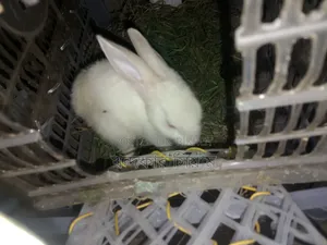 দুইটা খরগোশ বিক্রি হবে