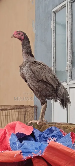 ফাইটার মুরগি