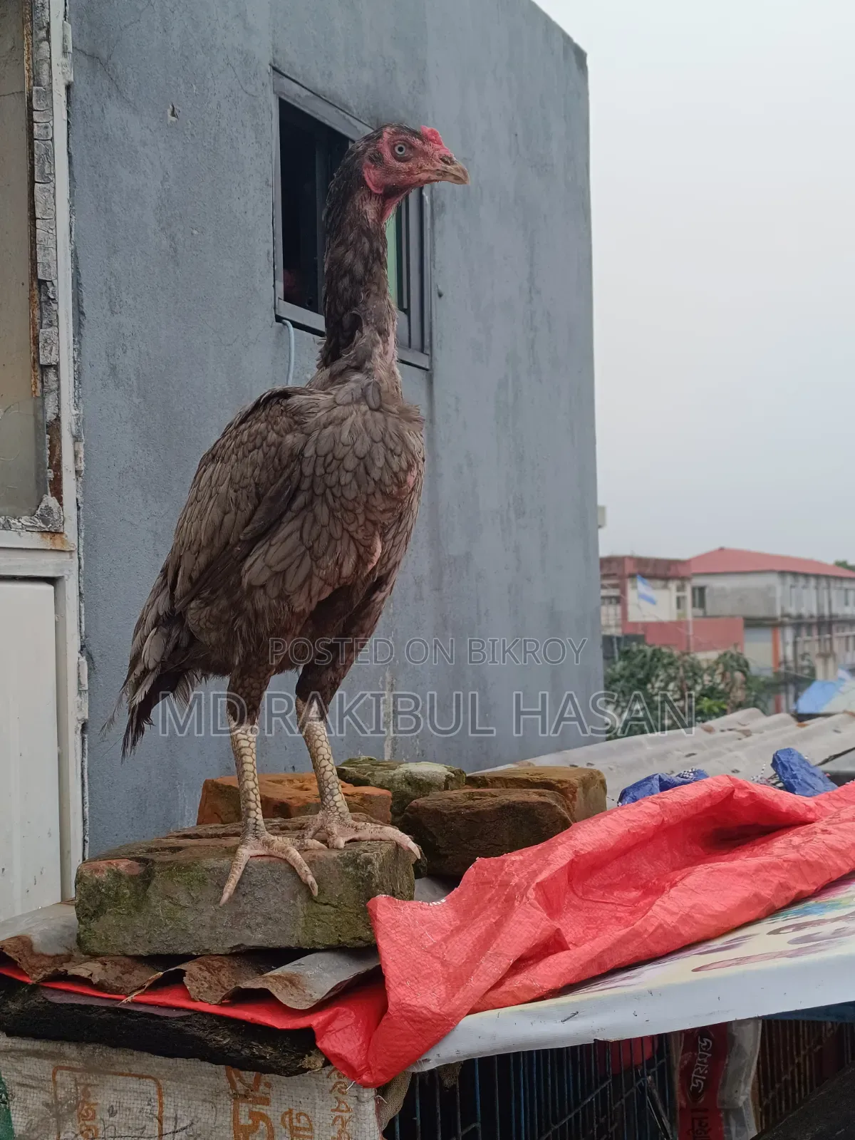 ফাইটার মুরগি