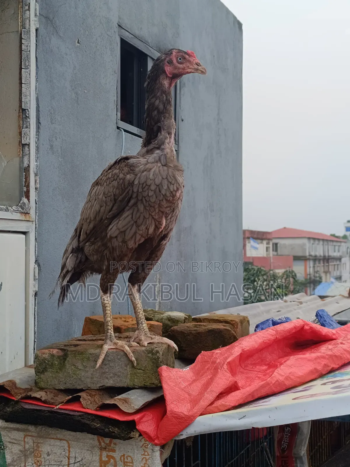 ফাইটার মুরগি