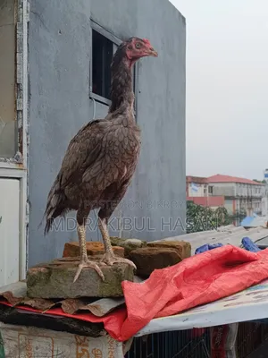 ফাইটার মুরগি