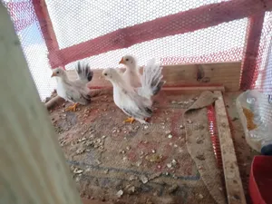 ব্ল্যাকটেল জাপানিজ বেনথাম মুরগী