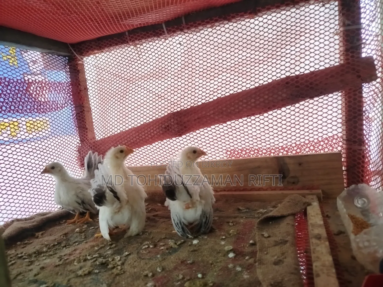 ব্ল্যাকটেল জাপানিজ বেনথাম মুরগী