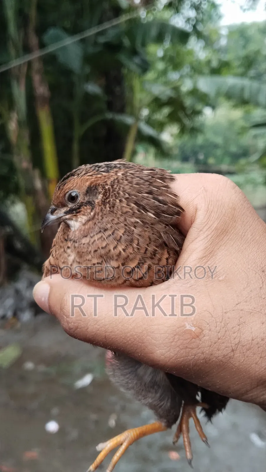 কিং কোয়েল