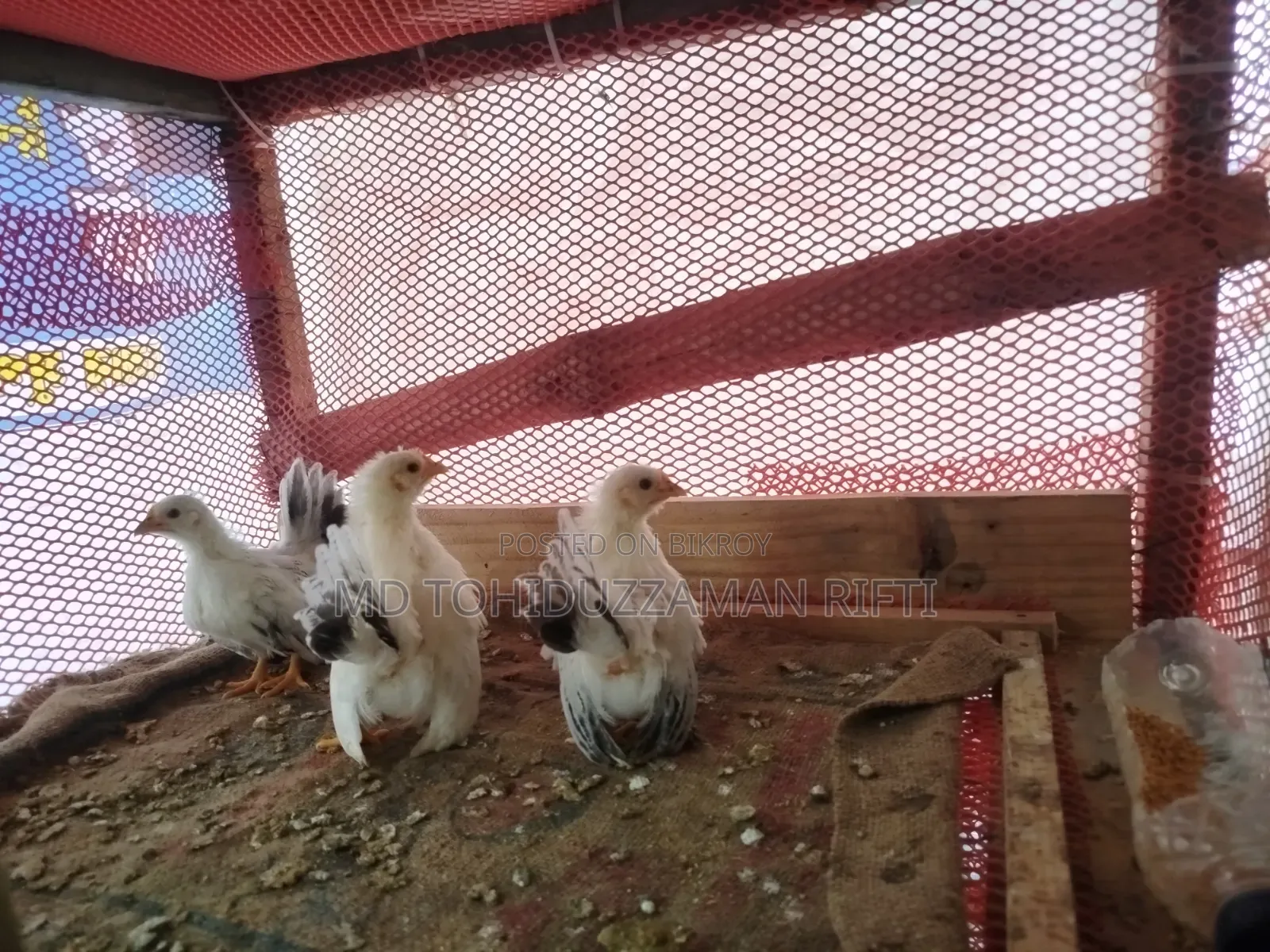 ব্ল্যাকটেল জাপানিজ বেনথাম মুরগী