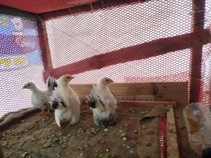 ব্ল্যাকটেল জাপানিজ বেনথাম মুরগী