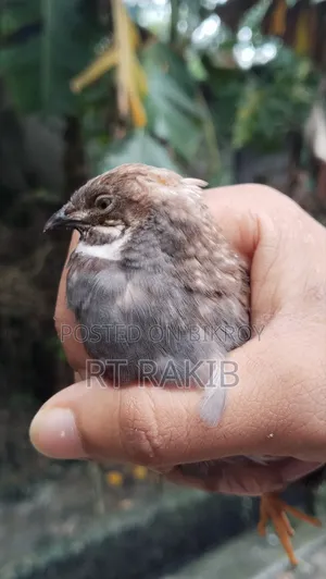 কিং কোয়েল
