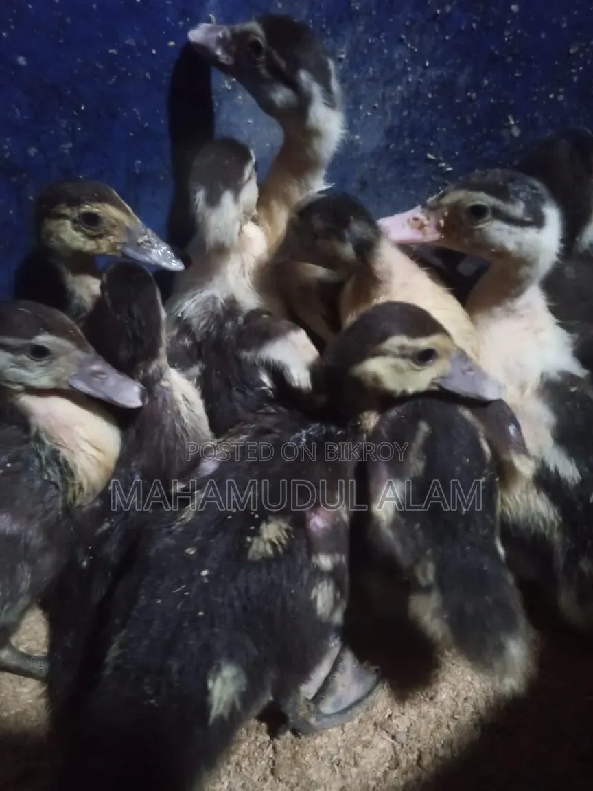 30-Day-Old Muscovy Ducklings