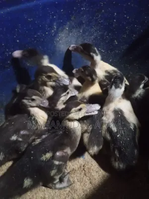 30-Day-Old Muscovy Ducklings