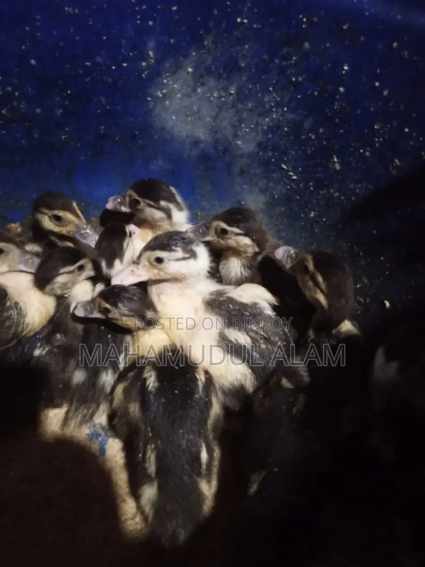30-Day-Old Muscovy Ducklings